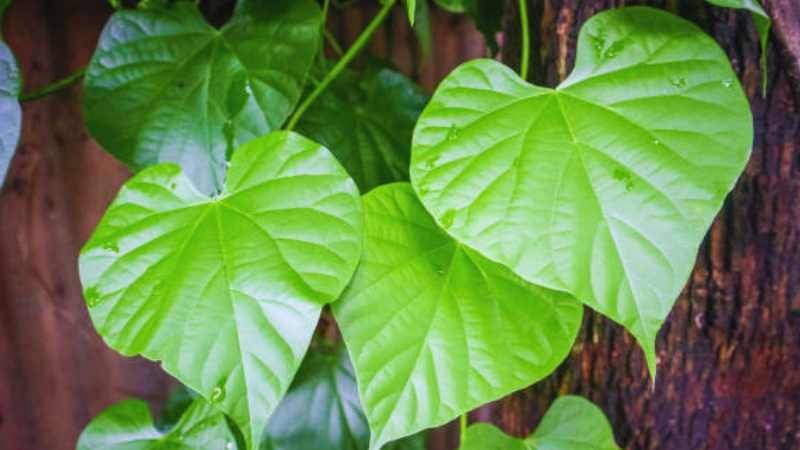 Telugu Ayurvedic Tips: Eating this one leaf will cure all the diseases in the body!